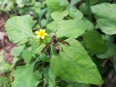 Pseudosphex melanogen