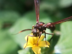 Pseudosphex melanogen