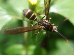 Pseudosphex melanogen