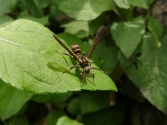 Pseudosphex melanogen