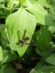 Pseudosphex melanogen