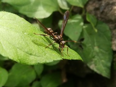 Pseudosphex melanogen