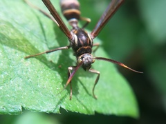 Pseudosphex melanogen