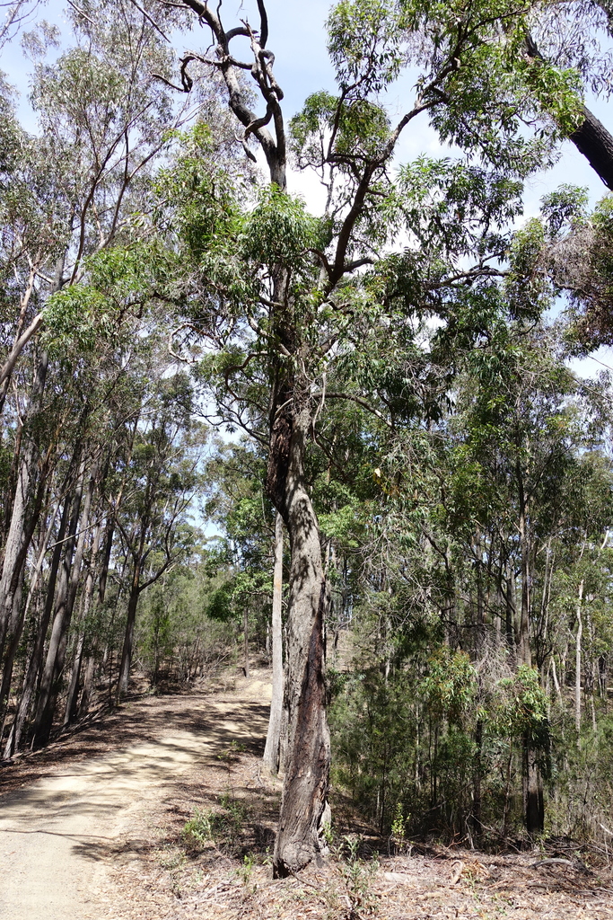 Rough-barked Apple from Croajingolong, E. Gippsland - Orbost, AU-VI, AU ...