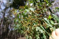 Angophora floribunda