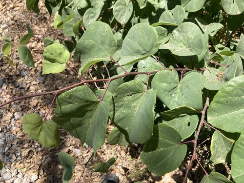 Cercis siliquastrum