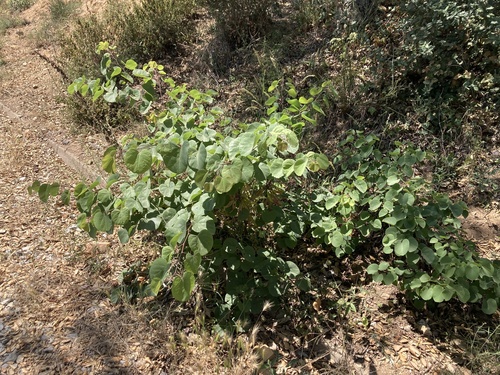Cercis siliquastrum