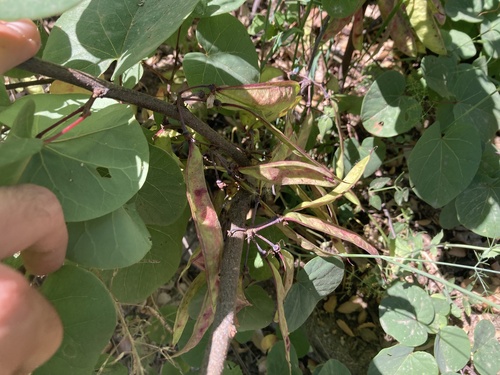 Cercis siliquastrum