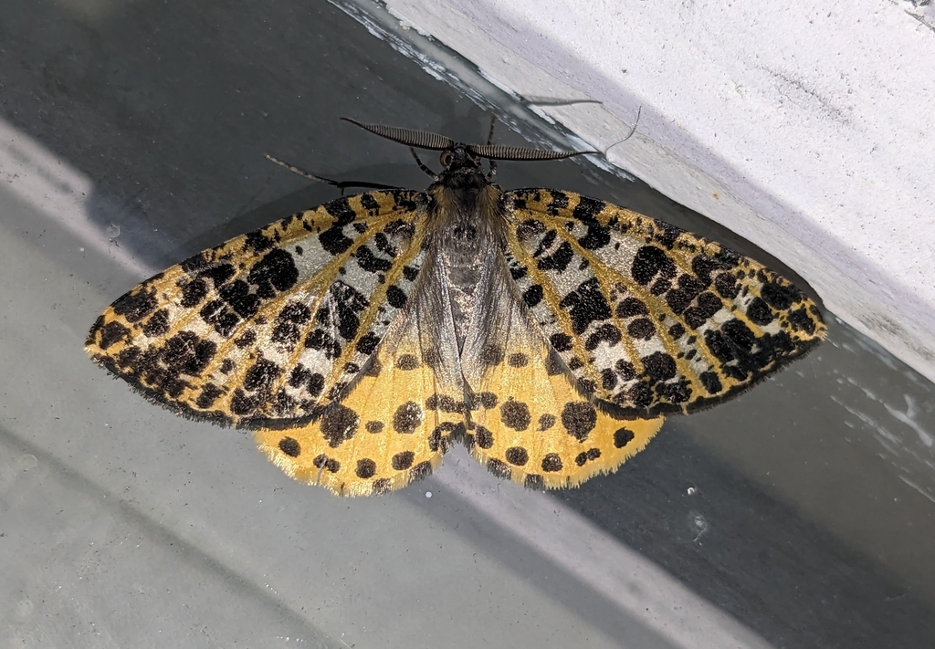 Arichanna transectata