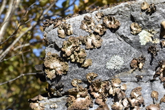 Lasallia pensylvanica