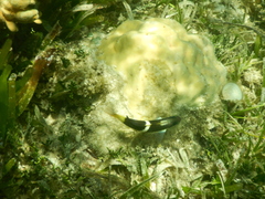 Thalassoma nigrofasciatum
