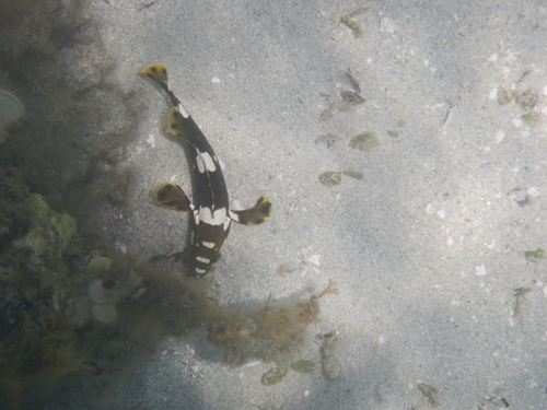 Epinephelus maculatus