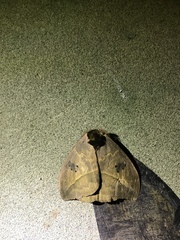 Automeris belti