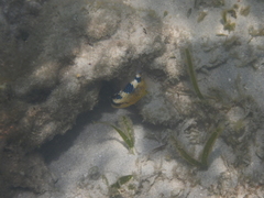 Pseudobalistes fuscus