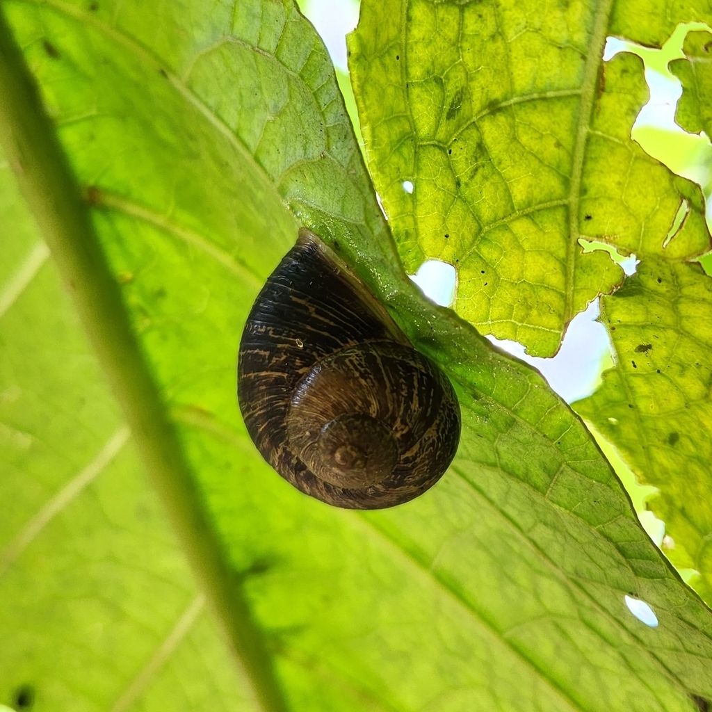 Garden Snail from Upper East, Santa Barbara, CA, USA on June 22, 2023