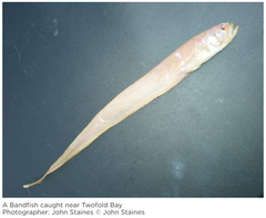 Australian Bandfish photo 3