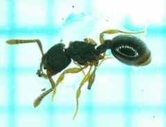 Myrmecina