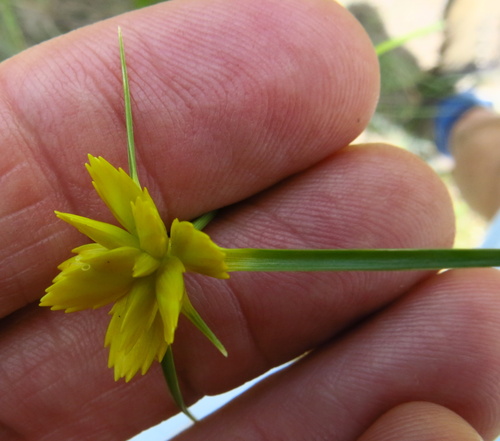 Image of Golden Sedge (Cyperus sphaerocephalus) by no rights reserved