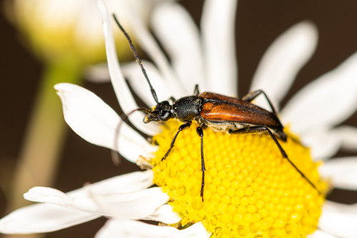 Juodasiūlis Grakštenis nuotrauka
