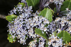 Ceanothus gloriosus exaltatus