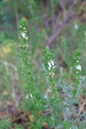 Image of Teucrium coahuilanum by (c) Alix Kosmala, some rights reserved (CC BY)