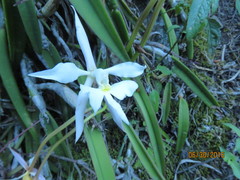 Epidendrum falcatum
