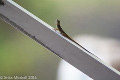 Anolis roquet salinei