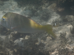 Lethrinus atkinsoni