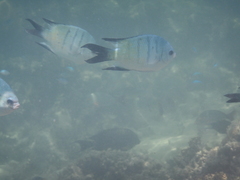 Abudefduf whitleyi