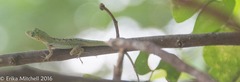 Anolis roquet salinei