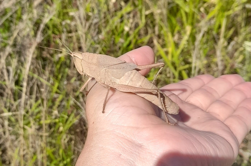 Eidalcamenes brevipennis