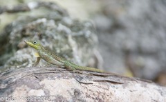 Anolis roquet salinei
