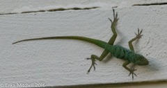 Anolis roquet salinei