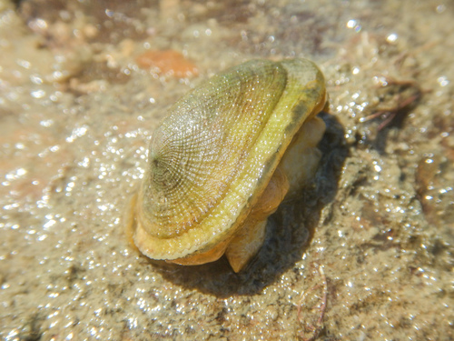 Tugali elegans