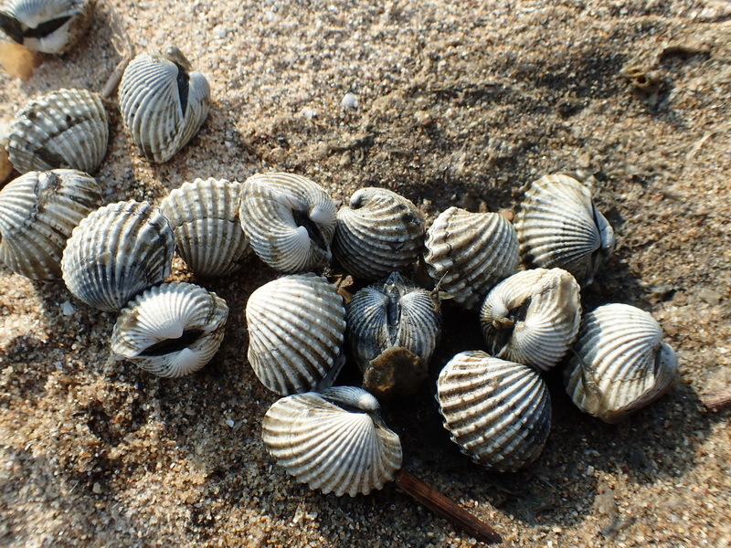 Granular Mud Ark from Kinmen, TW-FK, TW on February 24, 2015 at 04:00 ...