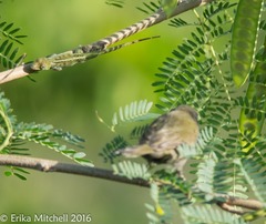 Anolis roquet salinei