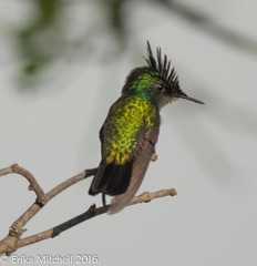 Orthorhyncus cristatus