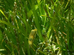 Canthigaster bennetti