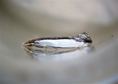 Erechthias chionodira