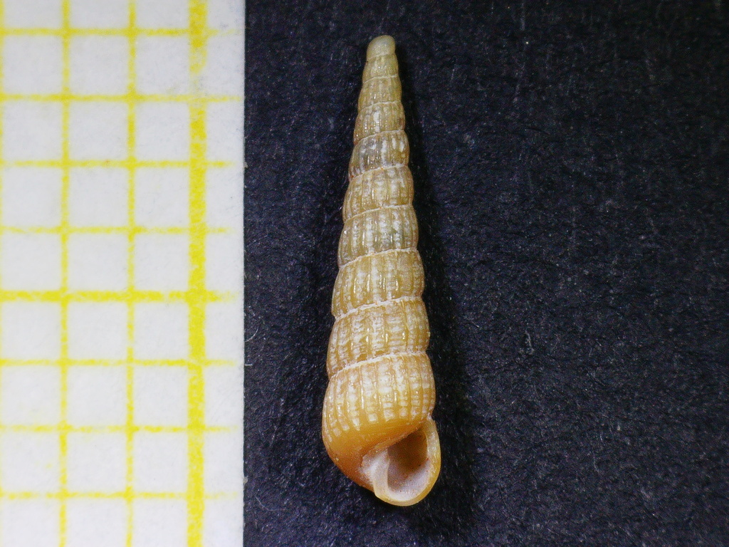 Pyrgiscus rufus