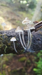 Mycena amicta