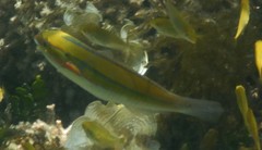 Stethojulis strigiventer