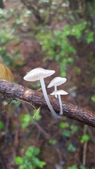 Mycena abramsii