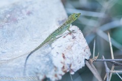 Anolis roquet salinei