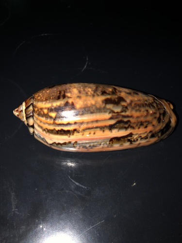 Oliva tremulina observed 2023-06-24