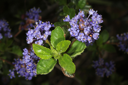 Ceanothus foliosus var. vineatus