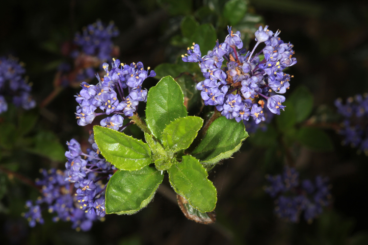 Ceanothus foliosus var. vineatus