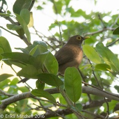 Turdus nudigenis