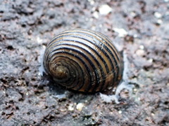 Nerita costata