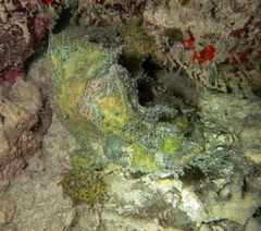 Marble-Mouthed Frogfish photo 3